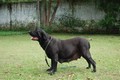 Matriz - Fila Brasileiro Preto - Canil Singular - Angola